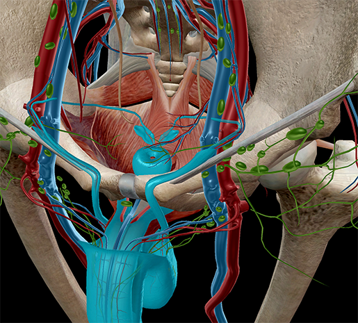 Male Anatomy : Male Anatomy Muscle 3dcg Illustration Material Stock